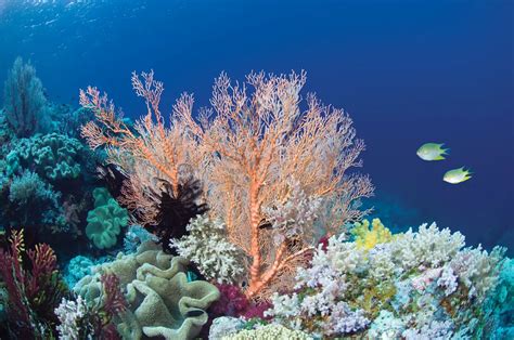  Umbrella Coral: 擁有迷人色彩和獨特外形的珊瑚，它究竟是如何在海洋中生存下來的呢？