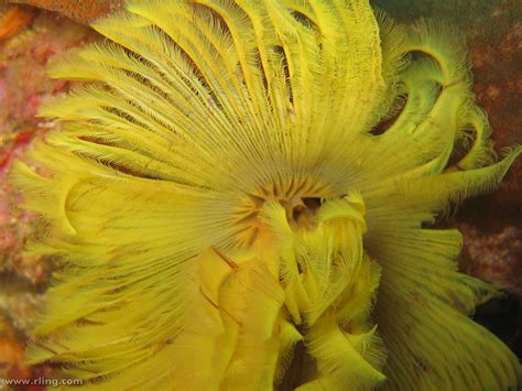  Yellow-Bodied Feather Duster Worm: A Masterful Filter Feeder With Elegant Plume-Like Tentacles!