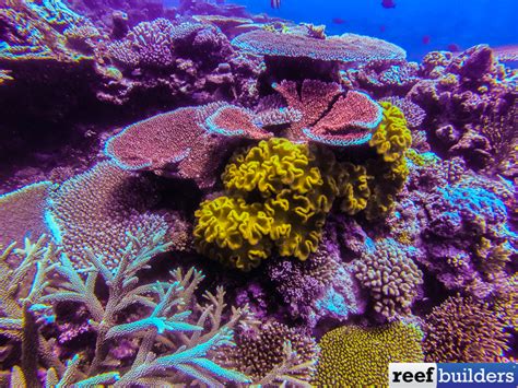  Yellow Leather Coral，閃耀著金黃色澤的奇異珊瑚