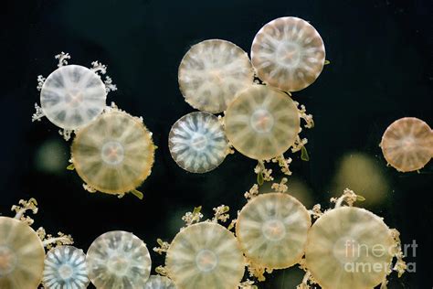  水母 polyps 驚人色彩的海洋生物！