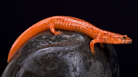   booklet-style salamander: 擁有獨特的皮膚紋路和敏銳的嗅覺，booklet-style salamander 是水陸兩棲界中的奇特成員！