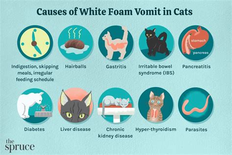 猫咪呕吐白色泡沫应该注射什么针剂？