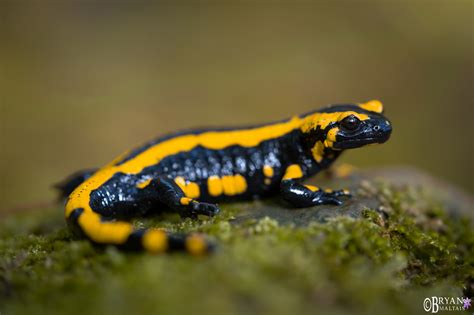  火 Salamander: 擁有迷人斑紋的兩棲動物，牠們在森林中像幽靈一樣隱藏！