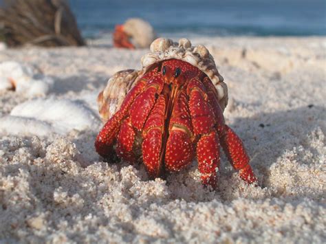    hermit crabs 擁有堅硬的外殼和獨特的生存策略，讓它們成為海洋世界中最令人驚嘆的生物之一！