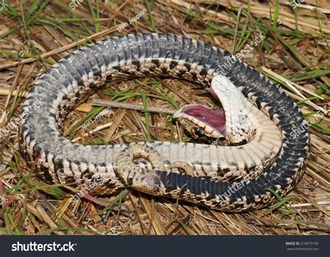   hoja de calculo  Hognose Snake：Is This Ancient Serpent Really Faking Death To Escape Danger？