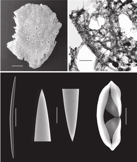  Isodictya 獨特的針狀骨骼結構，讓牠們在深海中成為真正的「活化石」！