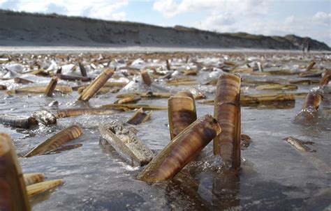  日本蛤蜊，這奇特的海洋生物竟然能「活埋」自己！