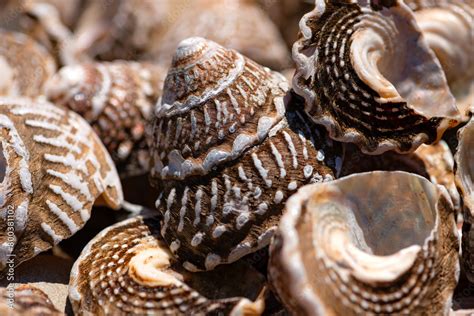  日本 turban Snail！ 一隻有著色彩斑斕外殼和獨特旋轉習性的海洋軟體動物