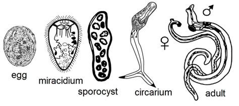  Kirkland Trematode：A Master of Deception Disguised as a Humble Parasite！