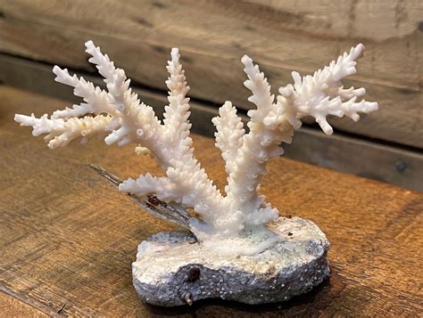  Millepora découverte! 驚奇的水母城市，擁有堅硬的珊瑚骨骼！