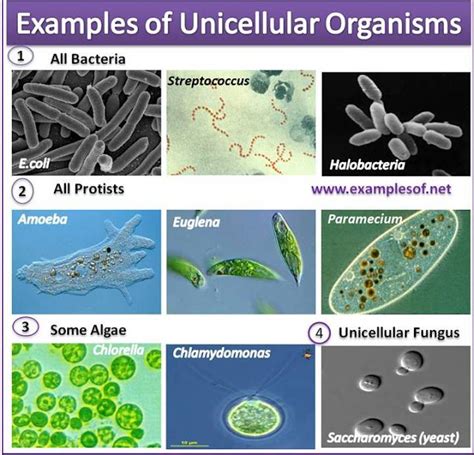  Monocercomonas！This Tiny Unicellular Organism Thrives In Both Freshwater Environments And The Intestines Of Various Animals