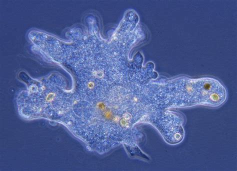  Naola Nilssonii：Is This Microscopic Naked Amoeba More Intelligent Than You Think?