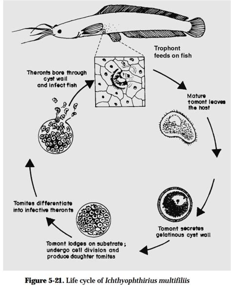  Neodermites 寄生在魚類之腸道，牠們的複雜生命週期令人驚嘆！