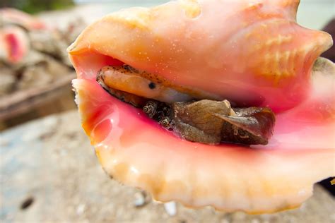  Quacking Queen Conch! This Surprisingly Social Snail Can Be Found Lurking in Tropical Waters