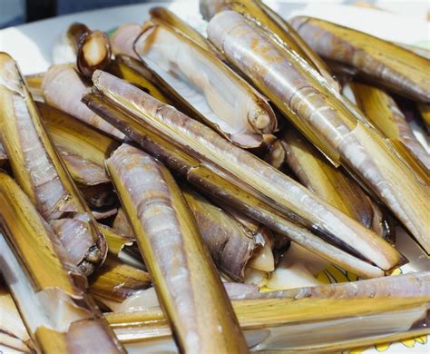   razor clam 擁有堅硬的外殼，卻也展現出驚人的鑽洞本領！