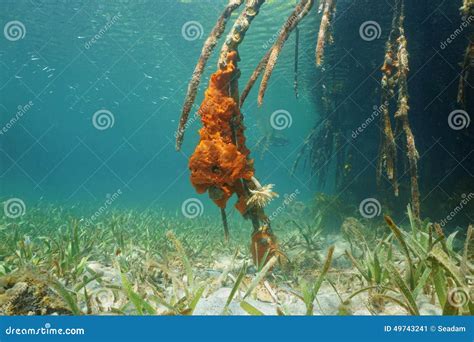  紅樹林巨綿羊sponge，探索海洋中這個神秘的「海底毛絨玩具」！