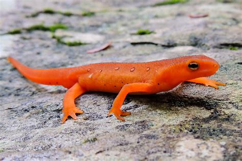   Responsable Eastern Newt: This Tiny Amphibian Knows How To Rock And Roll!