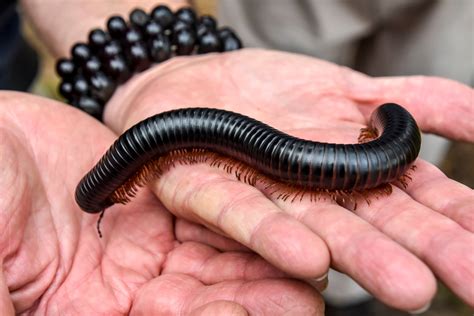  Uganda Giant Millipede：A Remarkable Creature That Crawls Like a Living Wave Across the Forest Floor!