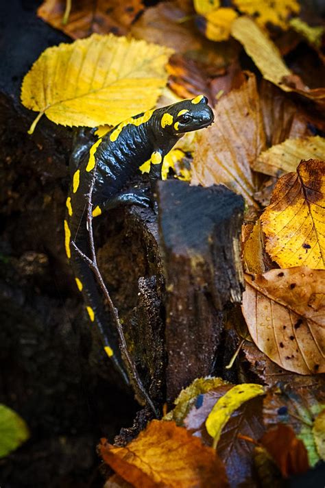    variationalSalamander:  This fascinating amphibian masterfully blends into its surroundings with uncanny camouflage abilities!