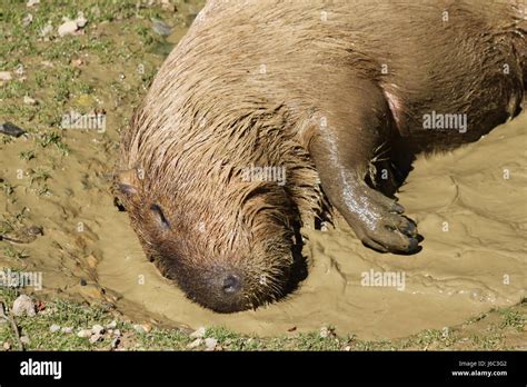  水豚！這種半水棲哺乳動物的毛髮與其 affinity for mud 相得益彰！