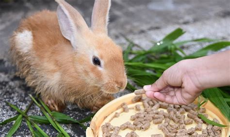 小兔子給吃什麼食物