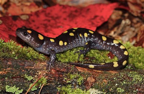 Yellow-Spotted Salamander 閃閃發光的黃點沙螈，牠們擁有令人驚嘆的再生能力！