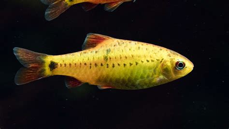  黃魚，擁有閃亮鱗片和優雅姿態的深海遊俠！